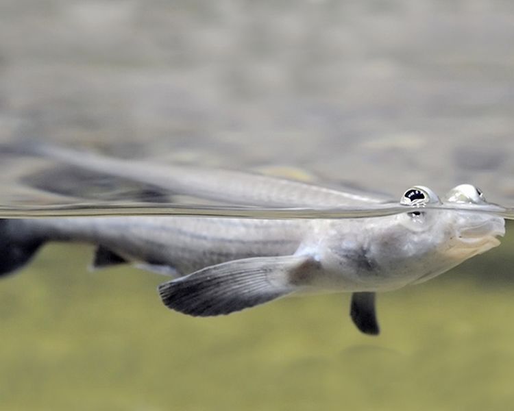 Four Eyed Fish ~ 5-7cm